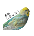 セキセイインコのぴっぴ 毎日スタンプ（個別スタンプ：14）