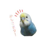 セキセイインコのぴっぴ 毎日スタンプ（個別スタンプ：15）