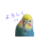 セキセイインコのぴっぴ 毎日スタンプ（個別スタンプ：16）