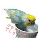 セキセイインコのぴっぴ 毎日スタンプ（個別スタンプ：17）