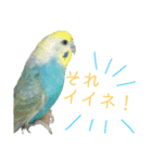 セキセイインコのぴっぴ 毎日スタンプ（個別スタンプ：18）