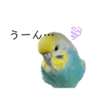 セキセイインコのぴっぴ 毎日スタンプ（個別スタンプ：19）