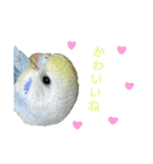 セキセイインコのぴっぴ 毎日スタンプ（個別スタンプ：20）