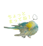 セキセイインコのぴっぴ 毎日スタンプ（個別スタンプ：21）