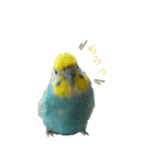 セキセイインコのぴっぴ 毎日スタンプ（個別スタンプ：22）