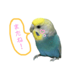 セキセイインコのぴっぴ 毎日スタンプ（個別スタンプ：23）