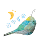 セキセイインコのぴっぴ 毎日スタンプ（個別スタンプ：24）