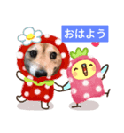 ベテラン犬 再び（個別スタンプ：7）