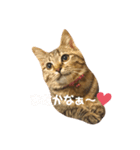 りんたまのスタンプ（個別スタンプ：4）