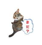 りんたまのスタンプ（個別スタンプ：7）