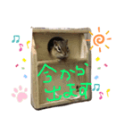食いしん坊のむーちょ（個別スタンプ：4）