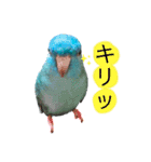 サザナミインコのるりちゃん（個別スタンプ：11）