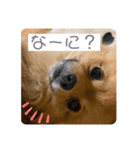 6匹の使えるスタンプ（個別スタンプ：4）