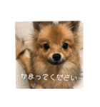 6匹の使えるスタンプ（個別スタンプ：6）