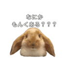 うさぎのひまのスタンプ2（個別スタンプ：10）
