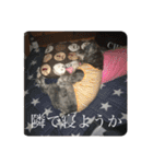 シュナごまの日常（個別スタンプ：2）