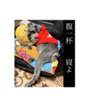 シュナごまの日常（個別スタンプ：16）