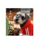 シュナごまの日常（個別スタンプ：18）