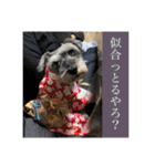 シュナごまの日常（個別スタンプ：19）