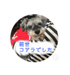 シュナごまの日常（個別スタンプ：22）