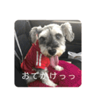 シュナごまの日常（個別スタンプ：23）