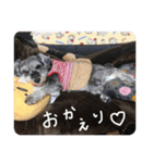 シュナごまの日常（個別スタンプ：30）