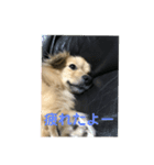 ワンワンスタンプ # 1（個別スタンプ：5）