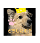 ワンワンスタンプ # 1（個別スタンプ：6）