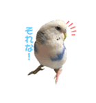 ダイヤとパール（個別スタンプ：1）