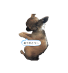 ゆめここね（個別スタンプ：5）