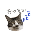 くぼにゃんず（個別スタンプ：4）