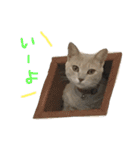 くぼにゃんず（個別スタンプ：8）