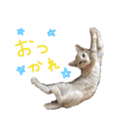 くぼにゃんず（個別スタンプ：12）