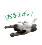 くぼにゃんず（個別スタンプ：14）
