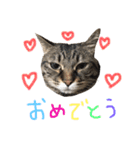 くぼにゃんず（個別スタンプ：15）