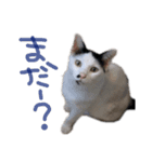 うしくる（個別スタンプ：4）