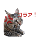 うしくる（個別スタンプ：5）
