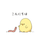 もっちりとしたひよこ（個別スタンプ：1）