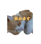 うちのねこ社長2（個別スタンプ：1）