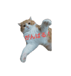 うちのねこ社長2（個別スタンプ：2）