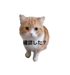 うちのねこ社長2（個別スタンプ：3）