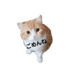 うちのねこ社長2（個別スタンプ：4）