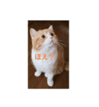 うちのねこ社長2（個別スタンプ：5）