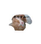 うちのねこ社長2（個別スタンプ：6）