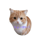うちのねこ社長2（個別スタンプ：7）