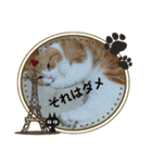 うちのねこ社長2（個別スタンプ：8）