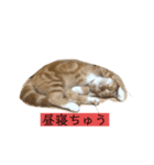 みみらら（個別スタンプ：2）