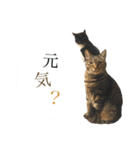 ニニとピノ（個別スタンプ：4）