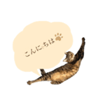 ニニとピノ（個別スタンプ：5）