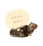 ニニとピノ（個別スタンプ：7）
